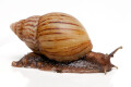 Lissachatina craveni adult